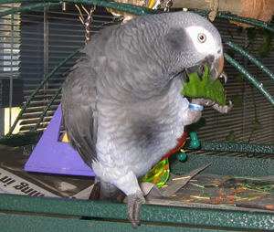 african grey eating